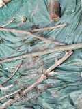 IMG-20250517-WA0052