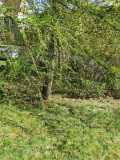 IMG-20250517-WA0104