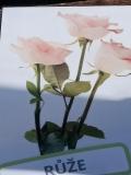 IMG_20250328_092646